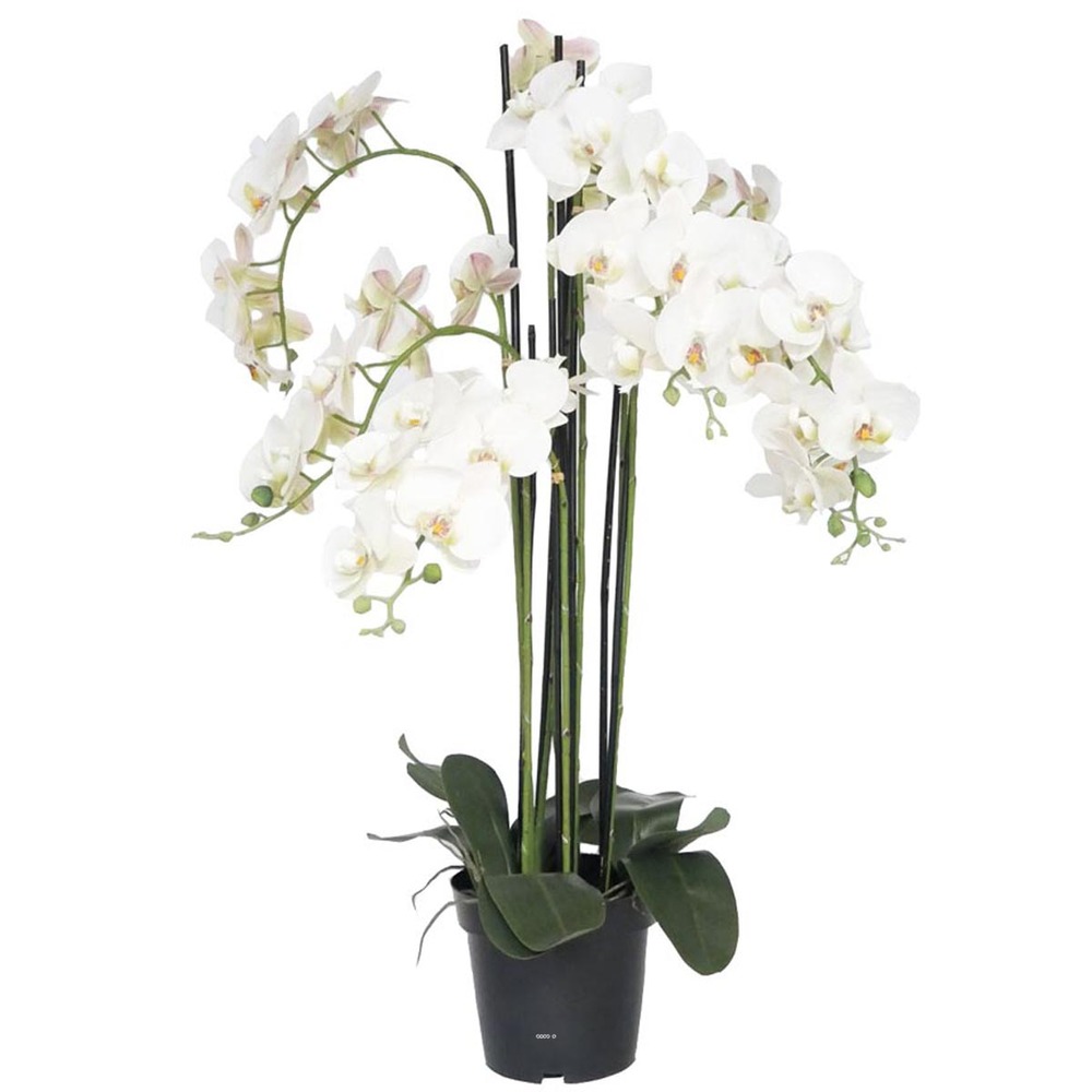 ORCHIDEE PHALAENOPSIS ART 1-(939522)