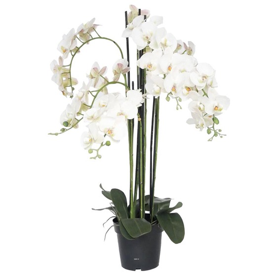 ORCHIDEE PHALAENOPSIS ART 1-(939522)