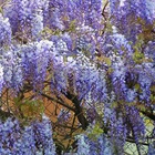 Glycine de chine bleue (wisteria sinensis) - conteneur 1,5l