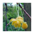 Magnolia grimpant henryi/schisandra henryi[-]godet - 5/20 cm