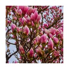 Magnolia à fleurs de lis nigra/magnolia liliflora nigra[-]pot de 1,5l