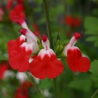 Salvia microphylla ‘hot lips’