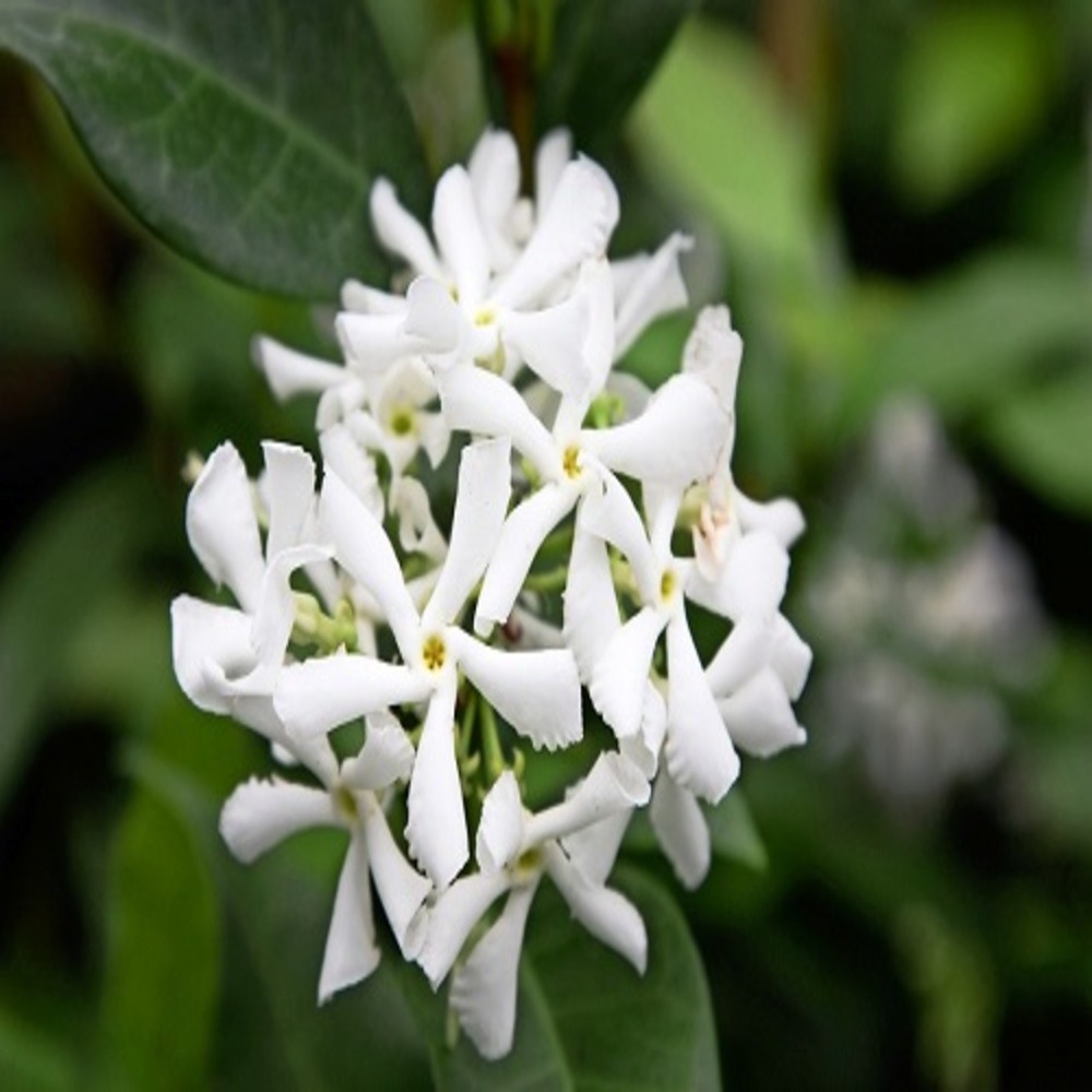 Trachelospermum jasminoides (jasmin etoilé)
