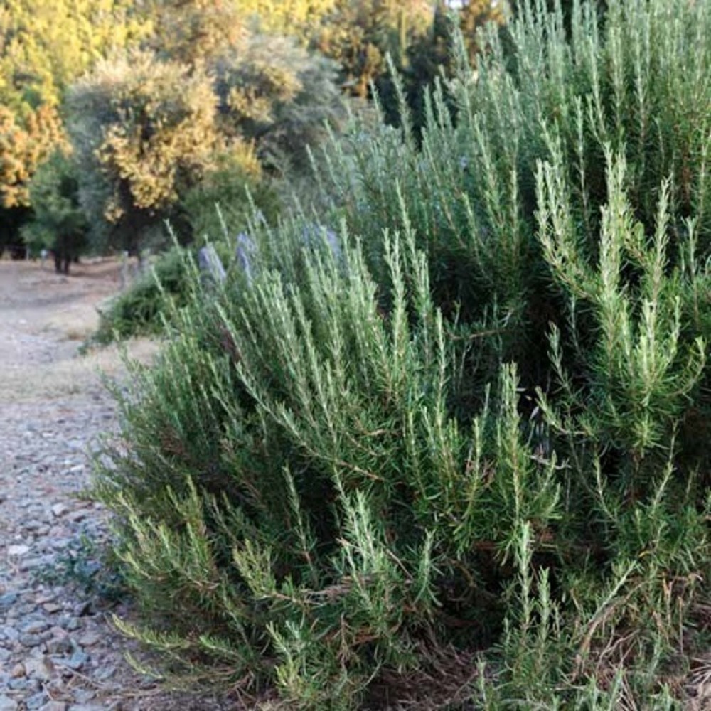 Rosmarinus officinalis barbecue ts c2l