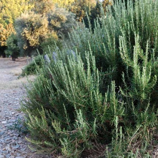 Rosmarinus officinalis barbecue ts c2l