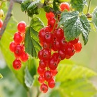 Ribes rubrum ‘london market’ (groseiller rouge ‘london market’)