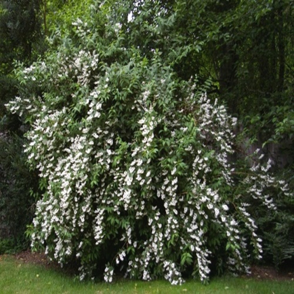 Deutzia scabra pride of rochester - pot 3 l - h 80 cm