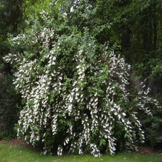 Deutzia scabra pride of rochester - pot 3 l - h 80 cm