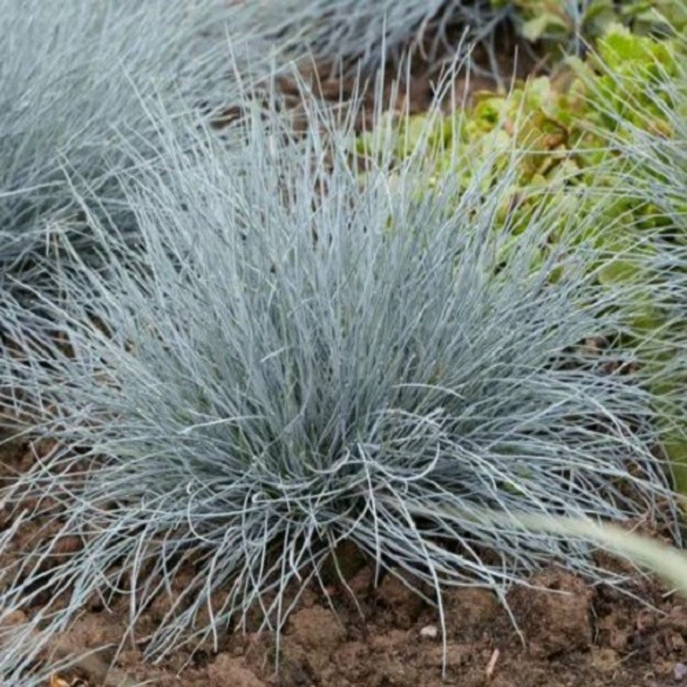 Festuca glauca elihja blue c3l