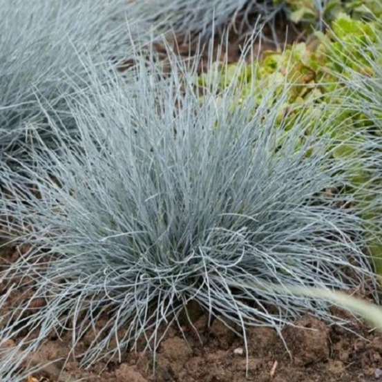 Festuca glauca elihja blue c3l