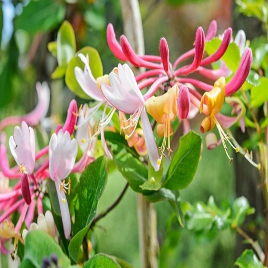 Lonicera jap. Chinensis - pot 3 l