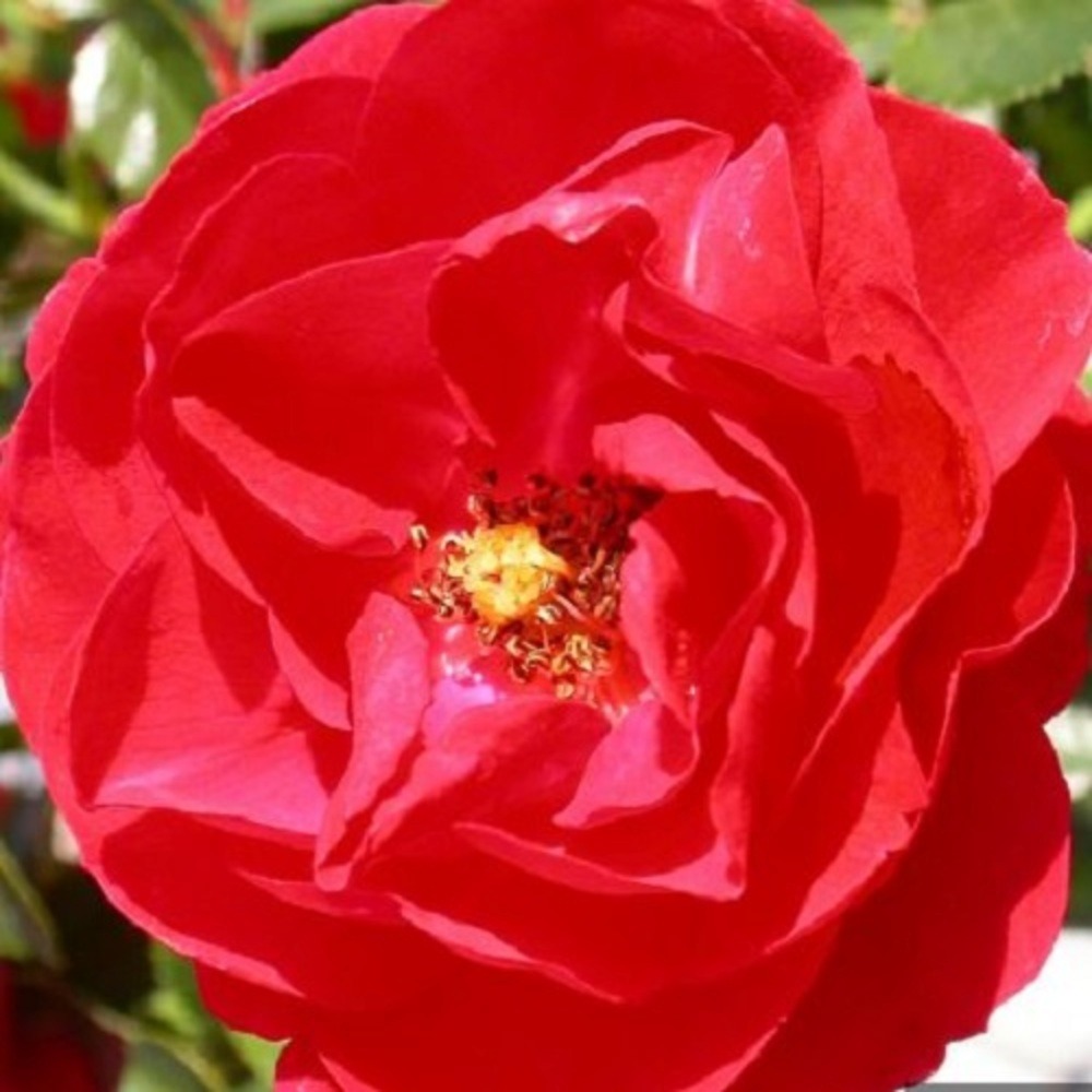 Rosa kadora rouge vp - pot 2 l