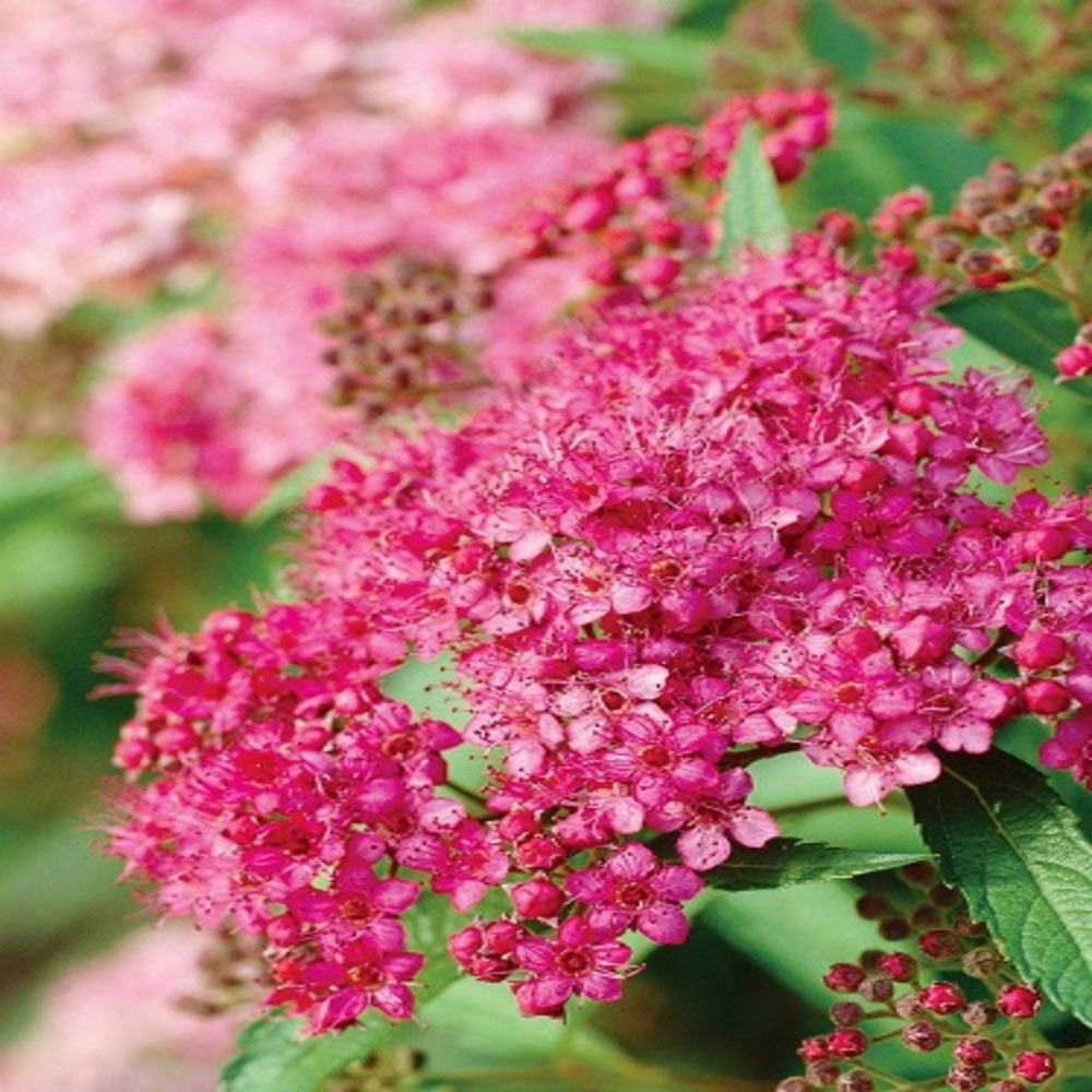 Spirea bumalda antony waterer - pot 3 l