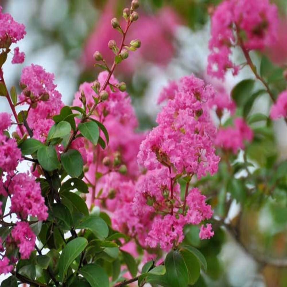 Lagerstroemia yang tse - pot 3 l