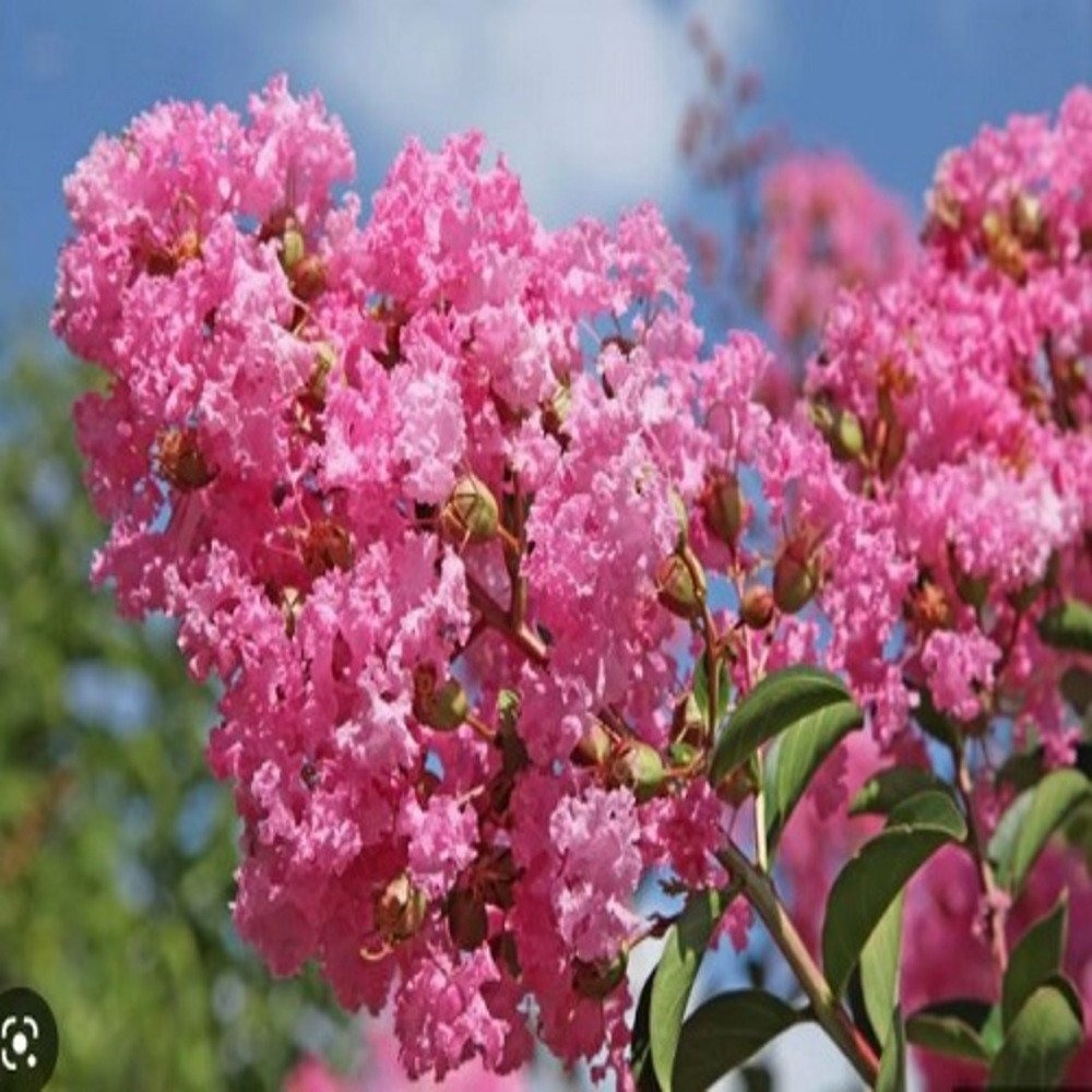 Lagerstroemia grand cru - pot 3 l