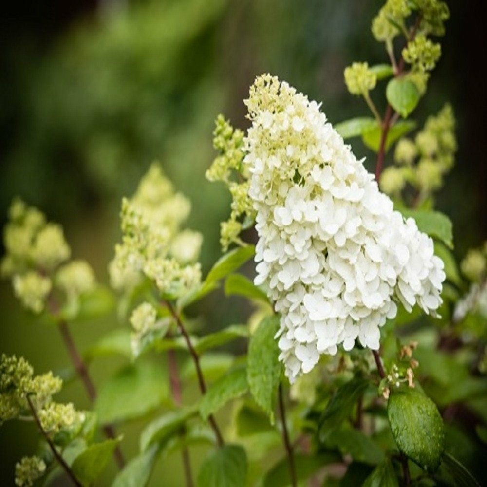 Hydrangea paniculata unique - pot 3 l