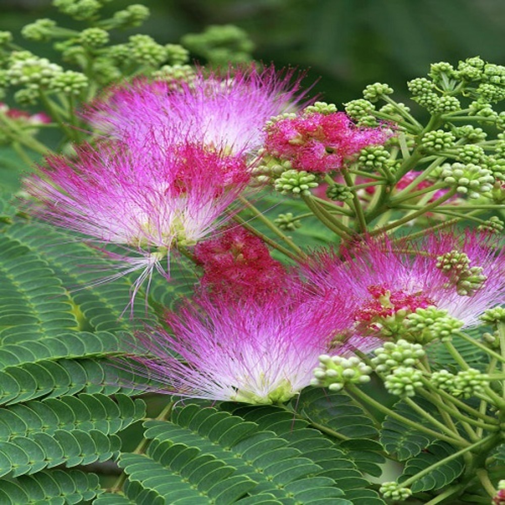 Albizia julibrissin ombrella boubri c3l
