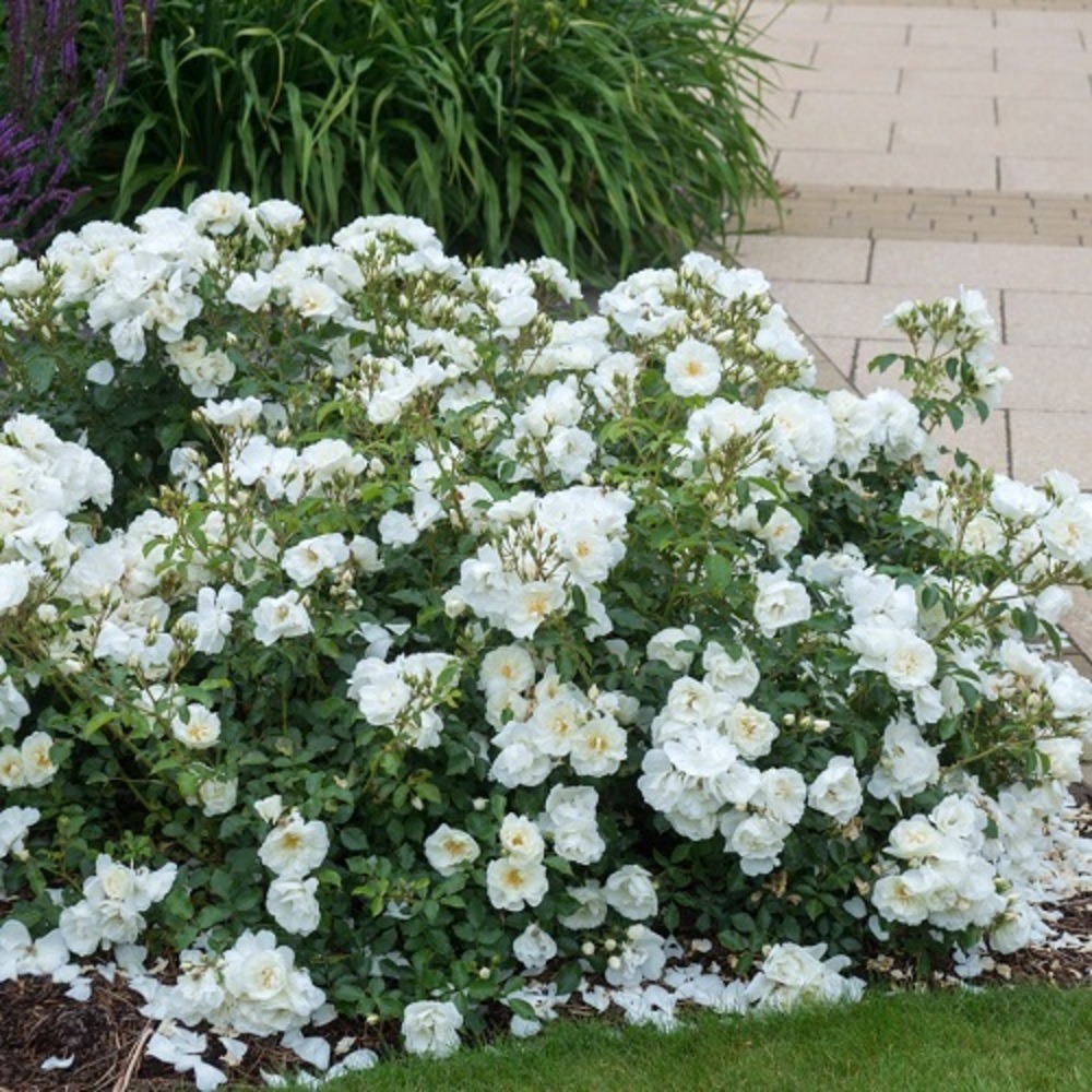 Rosa opalia blanc pur vp c2l