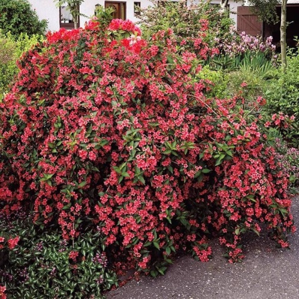 Weigelia bristol ruby - pot 2 l