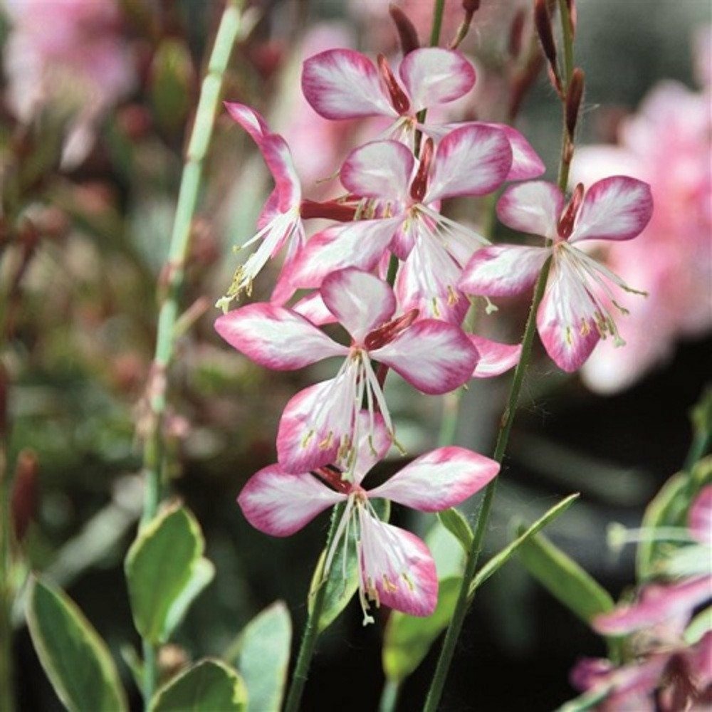 Gaura lindheimeri freefolk rosy c3l