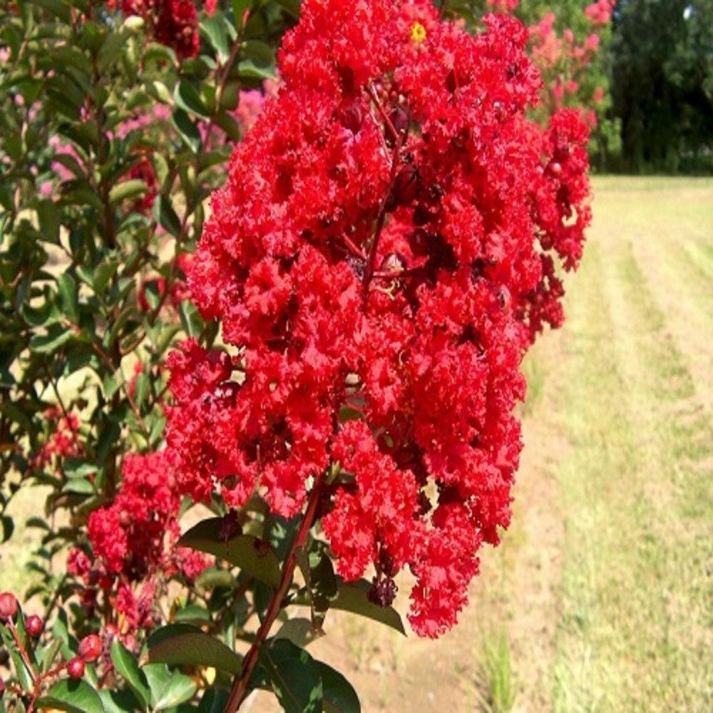 Lagerstroemia red imperator c3l