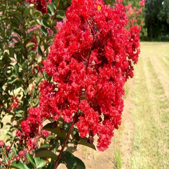 Lagerstroemia red imperator c3l