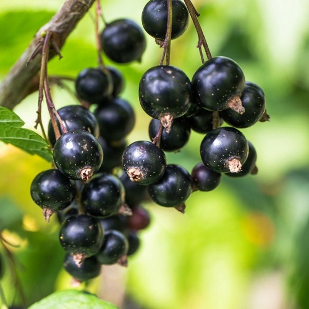 Cassis noir de bourgogne - pot 2 l