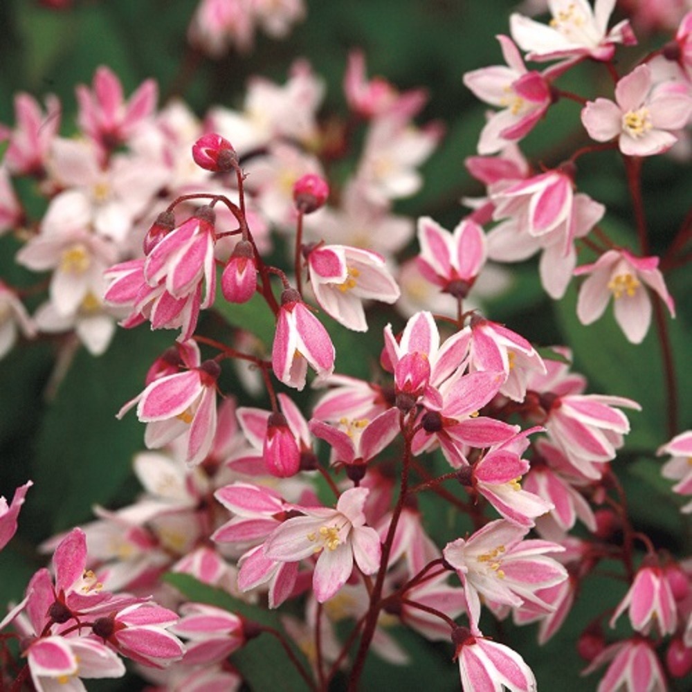 Deutzia 'perle rose' - pot 3 l