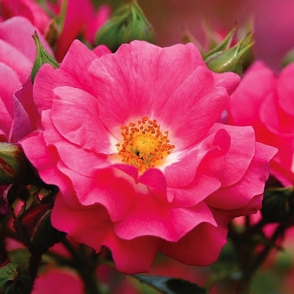 Rosa emera rose fuchsia vp - pot 2 l