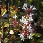 Abelia grandiflora 