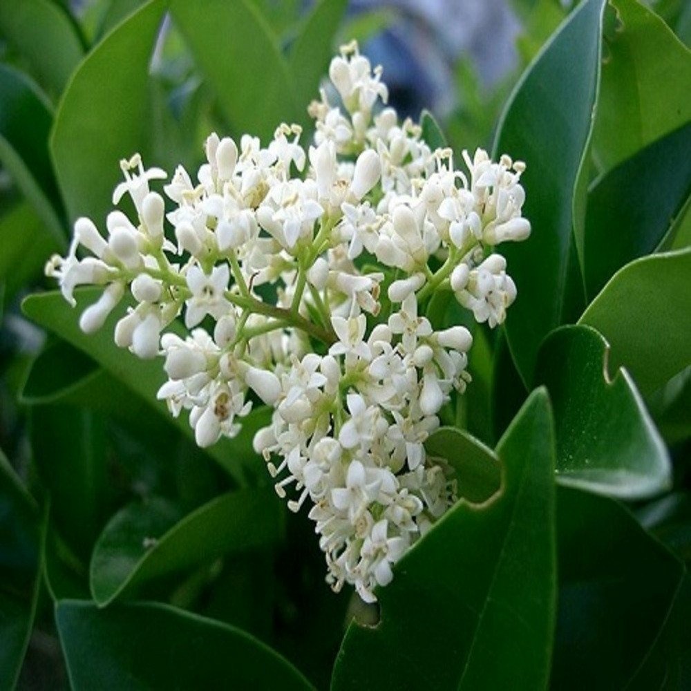 Ligustrum japonicum - pot 2 l
