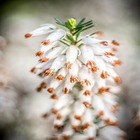 Erica darleyensis (bruyère d’hiver)