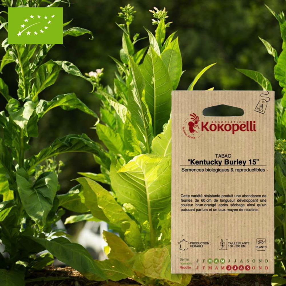 Graines bio à semer - tabac kentucky burley 15