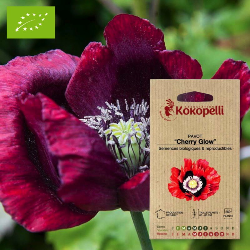 Graines bio à semer - pavot cherry glow
