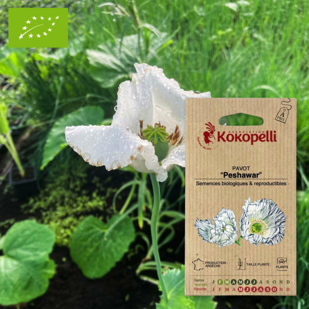 Graines bio à semer - pavot peshawar