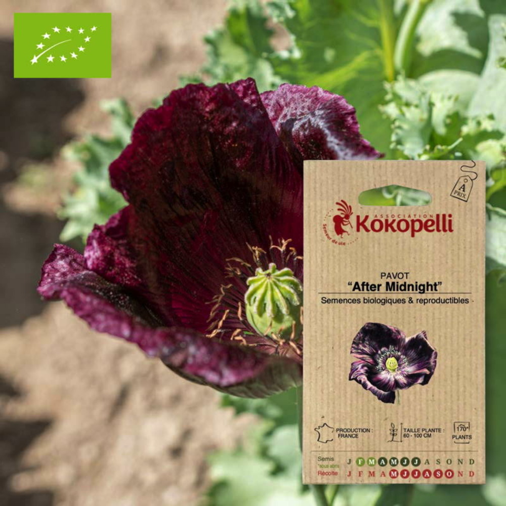 Graines bio à semer - pavot after midnight