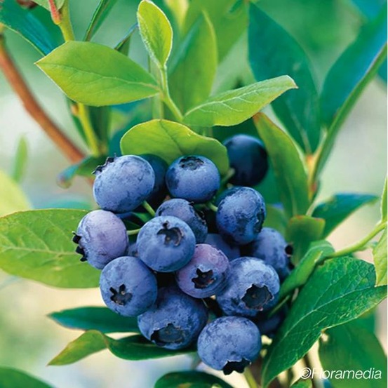 Myrtille 'goldtraube' - vaccinium corymbosum 3l - 60/90cm