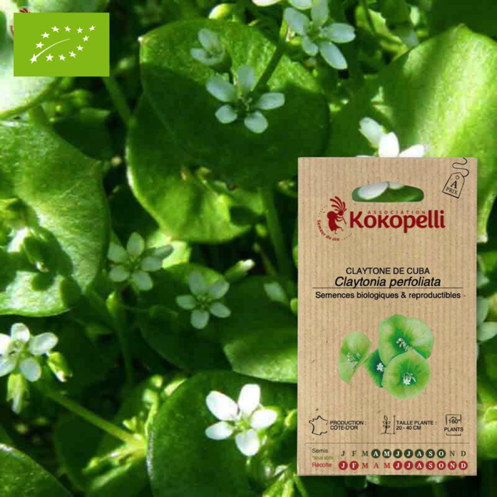 Graines bio à semer - claytone de cuba pourpier d'hiver