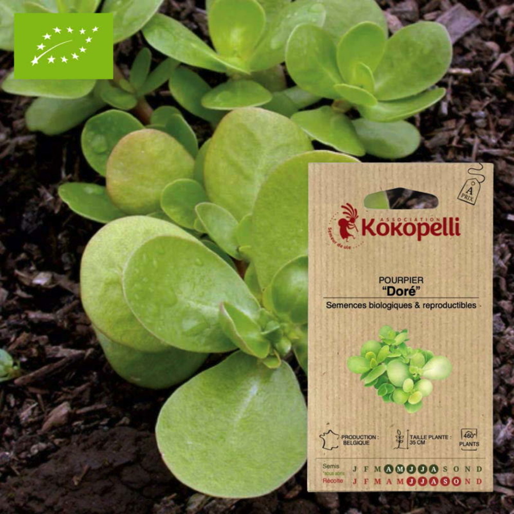 Graines bio à semer - pourpier doré