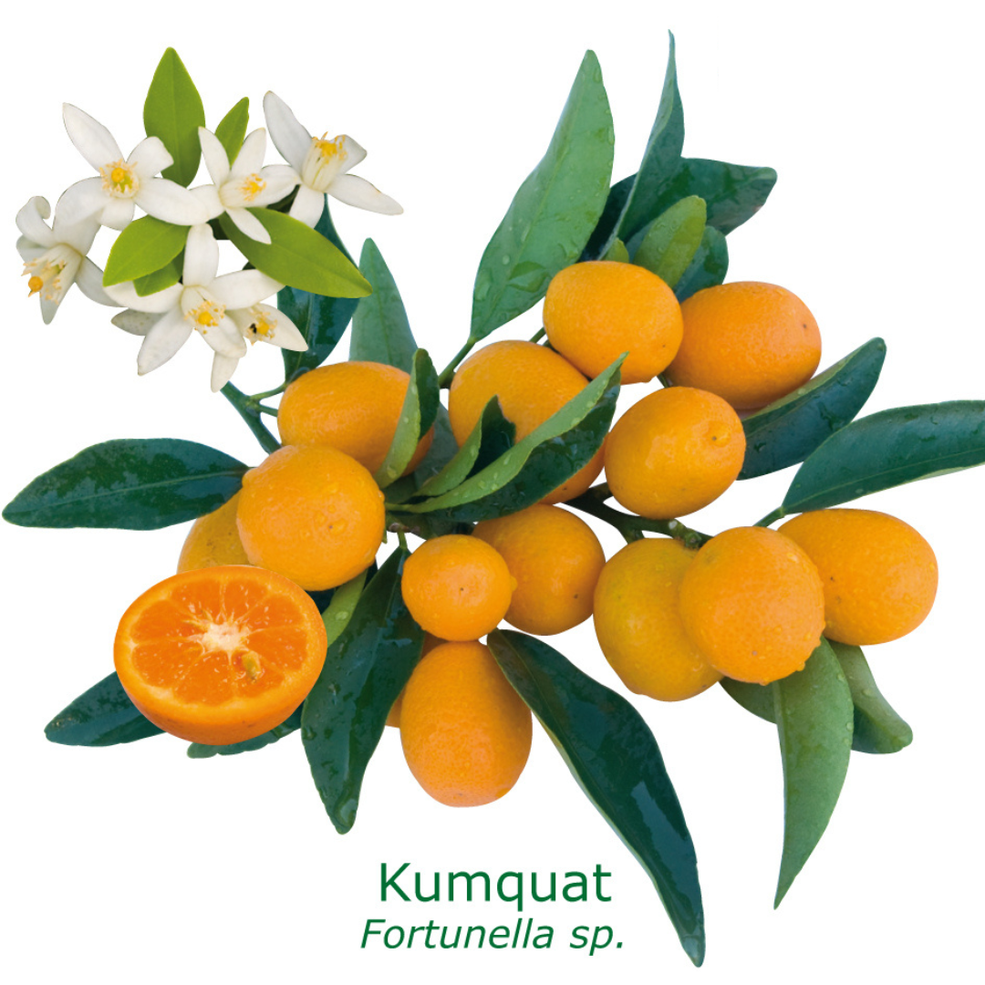 Kumquat ovale tailles:pot rond de 5 litres, hauteur 60/80 cm