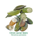 Citronnier faustrime, ou citron caviar blanc tailles:pot de 35 litres, hauteur 160/180 cm