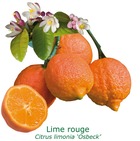 Lime rouge tailles:pot de 1.5 litres, hauteur 10/30 cm