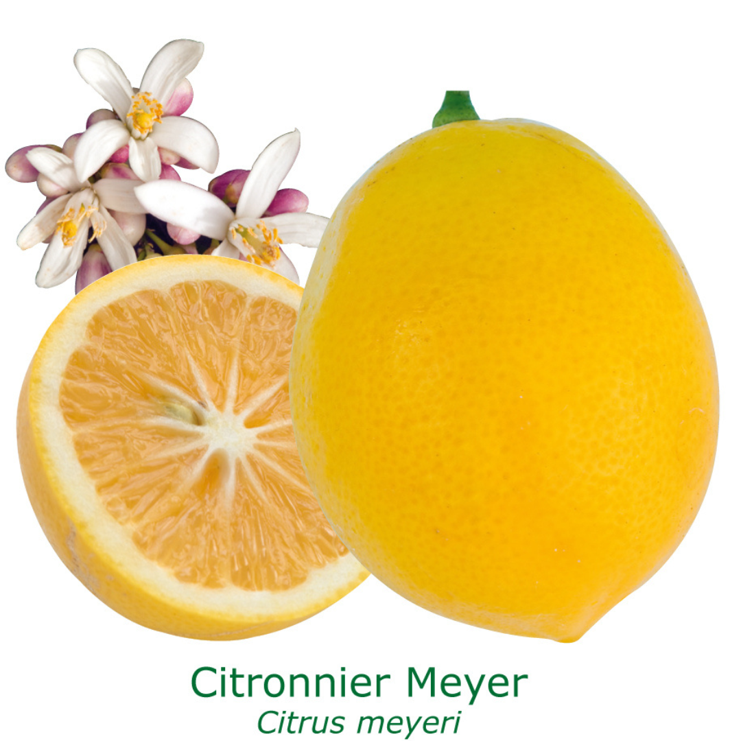 Citrus meyer / citron golden tailles:pot rond de 5 litres, hauteur 60/80 cm