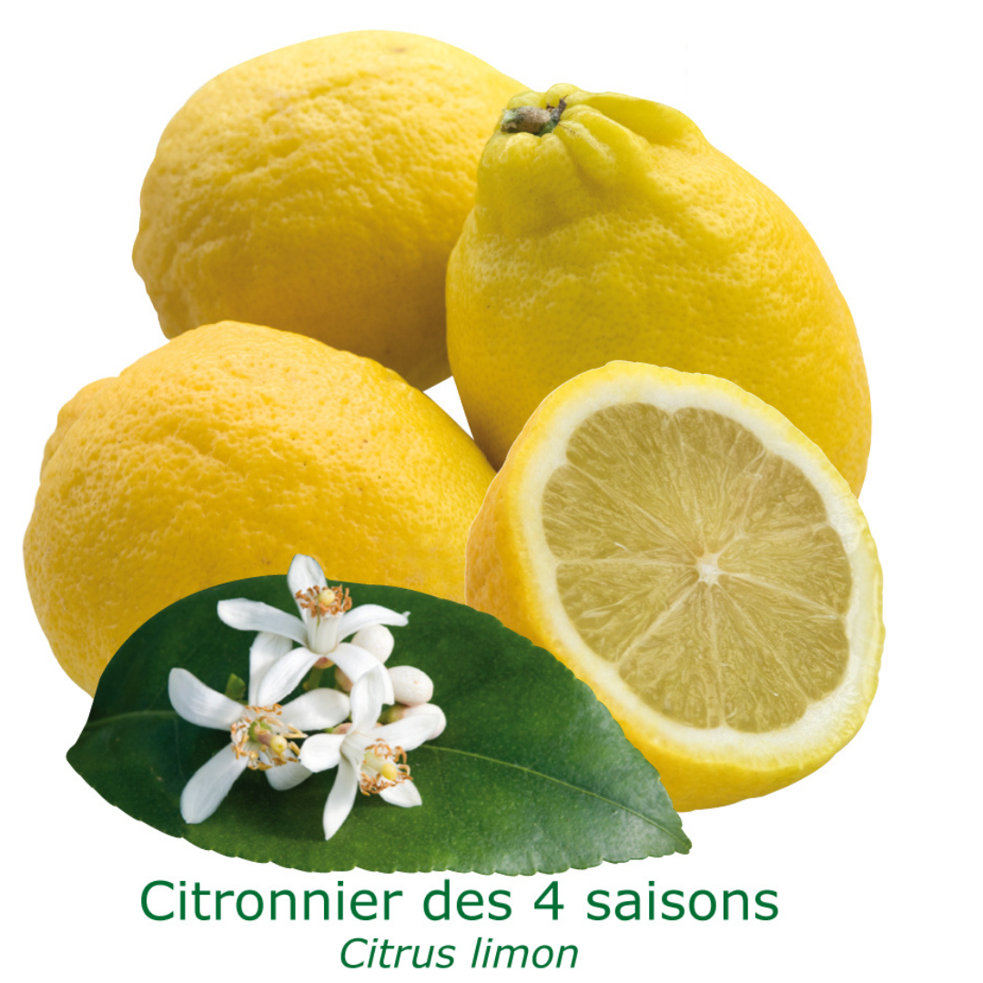 Citronnier des 4 saisons "citrus limon" tailles:pot de 1.5 litres, hauteur 10/30 cm