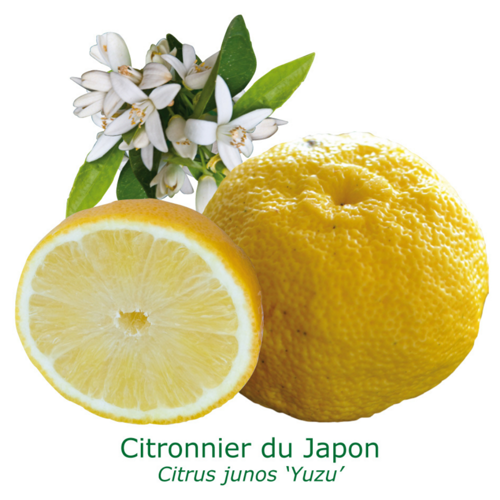 Citronnier yuzu du japon tailles:pot de 9 litres, hauteur 80/100 cm
