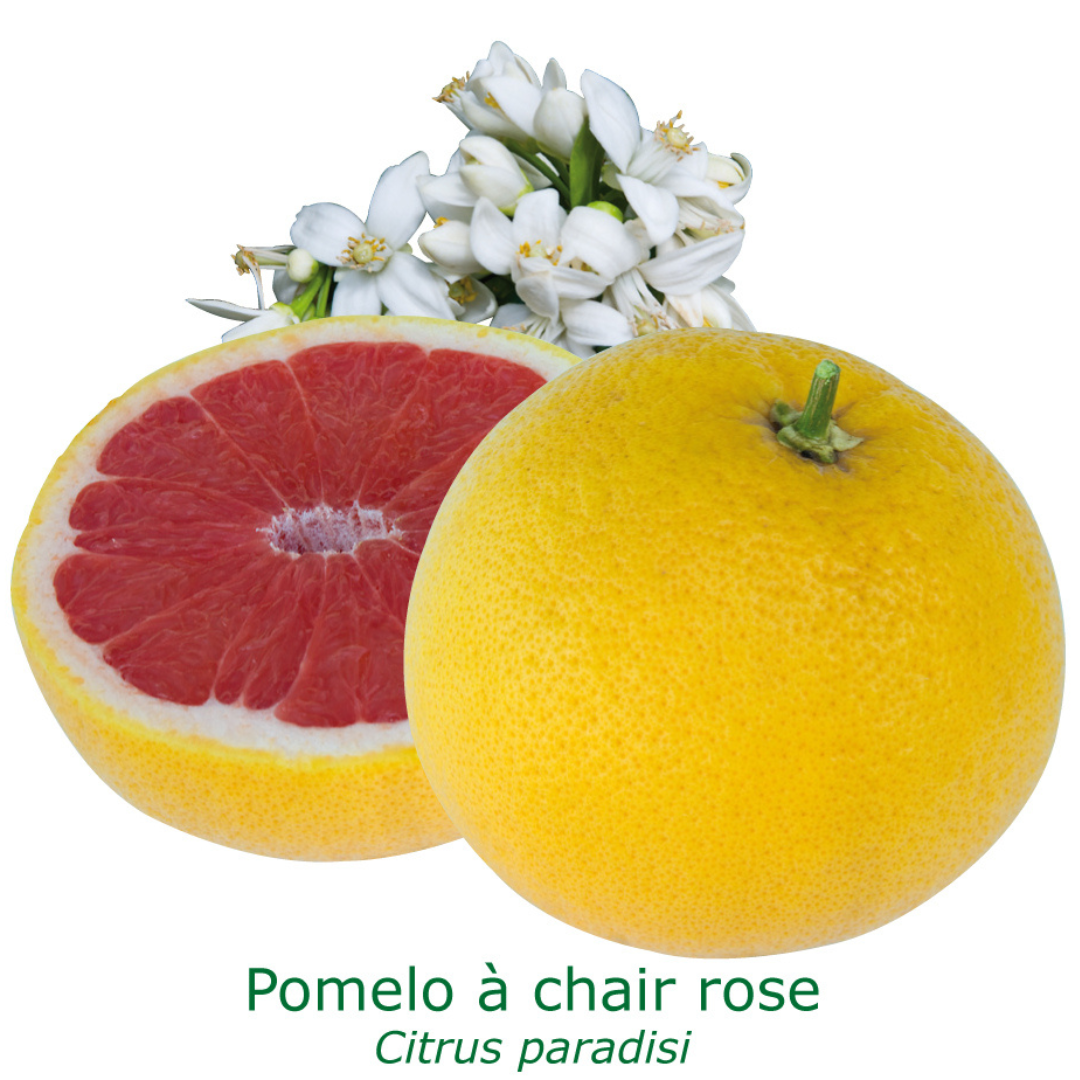 Pomelos a chair rose tailles:pot de 12 litres, hauteur 100/120 cm