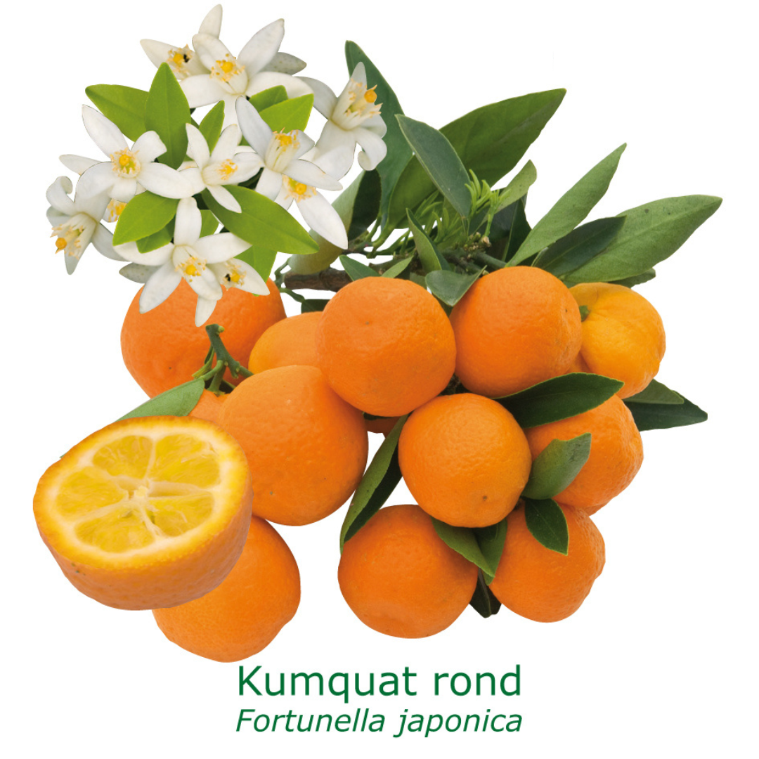 Kumquat rond tailles:pot carré de 5 litres, hauteur 40/60 cm