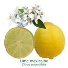 Lime mexicaine tailles:pot rond de 5 litres, hauteur 60/80 cm