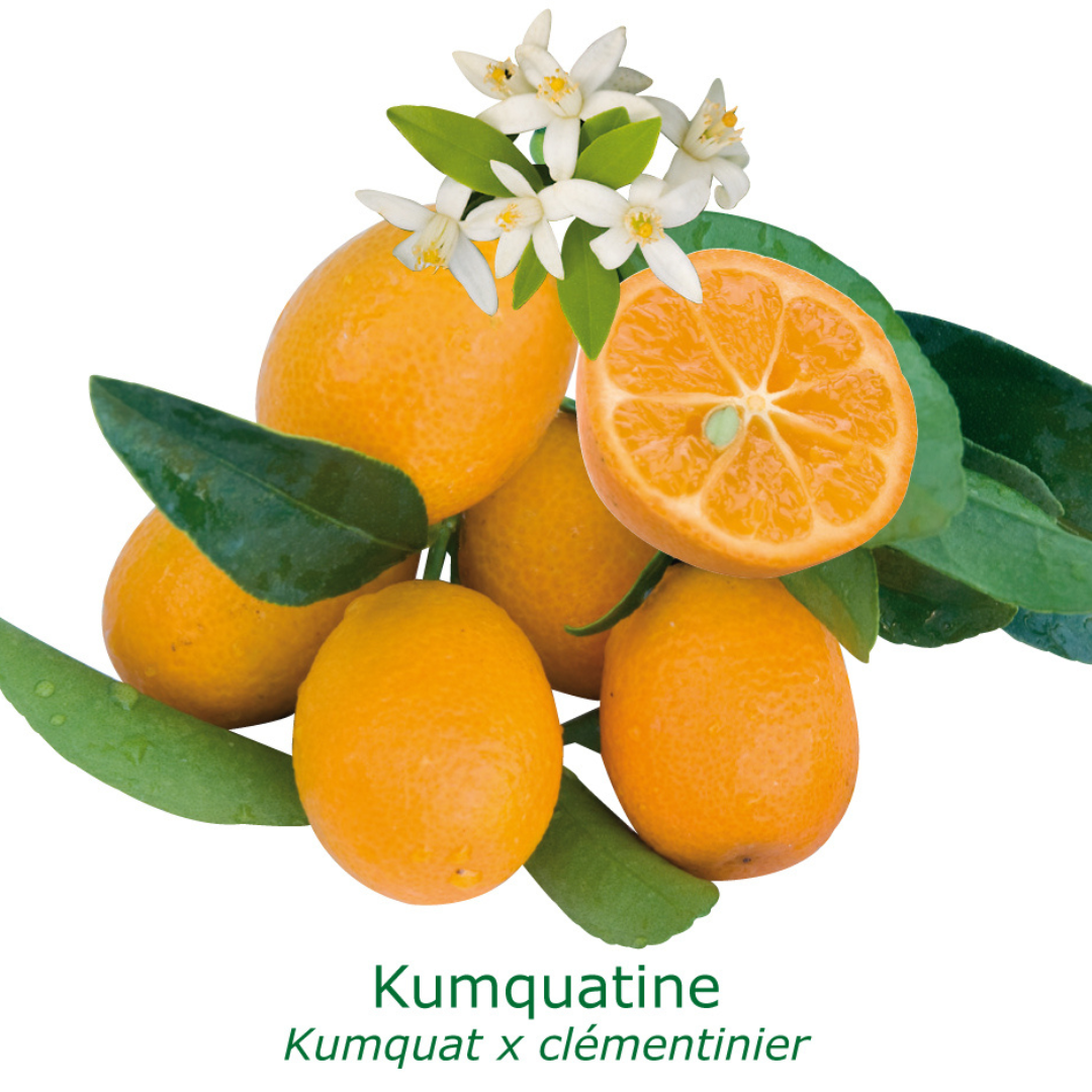 Kumquatine ® tailles:pot de 12 litres, hauteur 100/120 cm