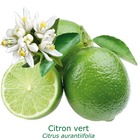Lime tahiti / citron vert tailles:pot de 1.5 litres, hauteur 10/30 cm